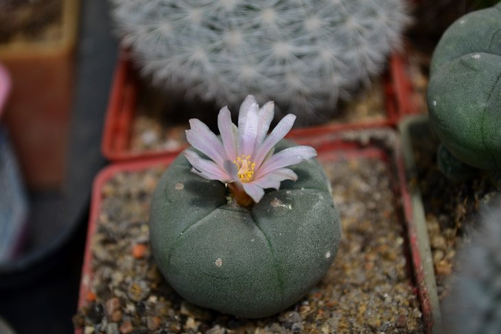 Lophophora williamsii
