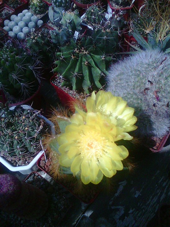 Photo0009.jpg