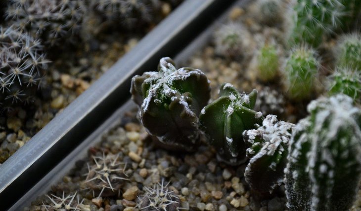 Astrophytum myriostigma cv. Hakugaku