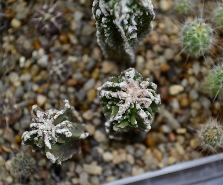 Astrophytum myriostigma cv. Hakugaku