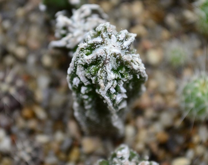 Astrophytum myriostigma cv. Hakugaku