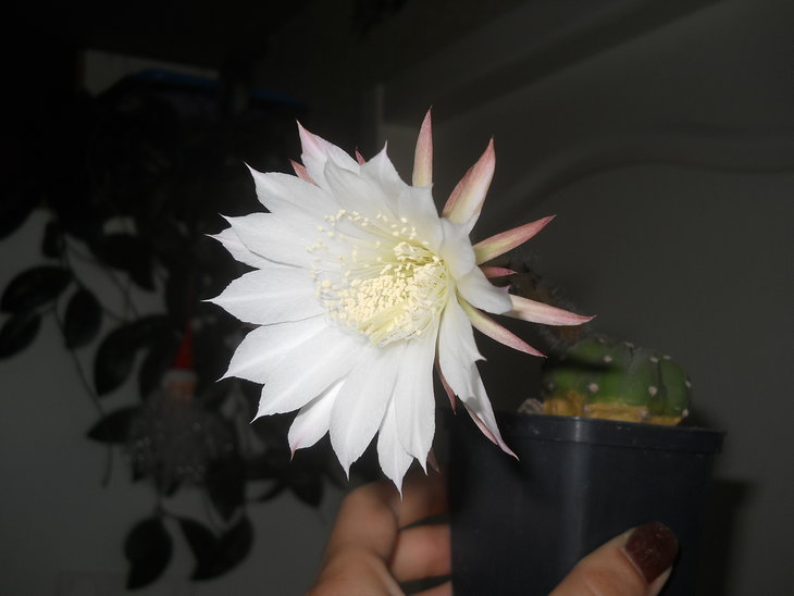 E.subdenudata