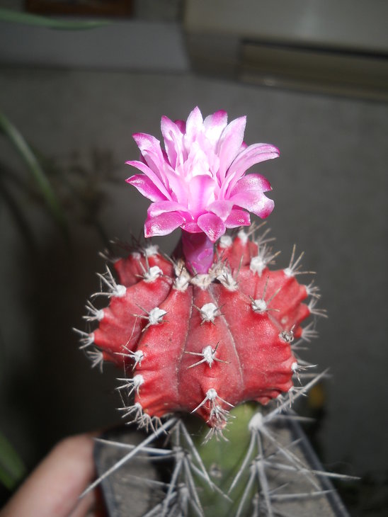 G.friedrichii f.violet