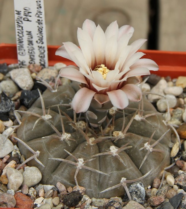 Gymnocalycium riojense P140