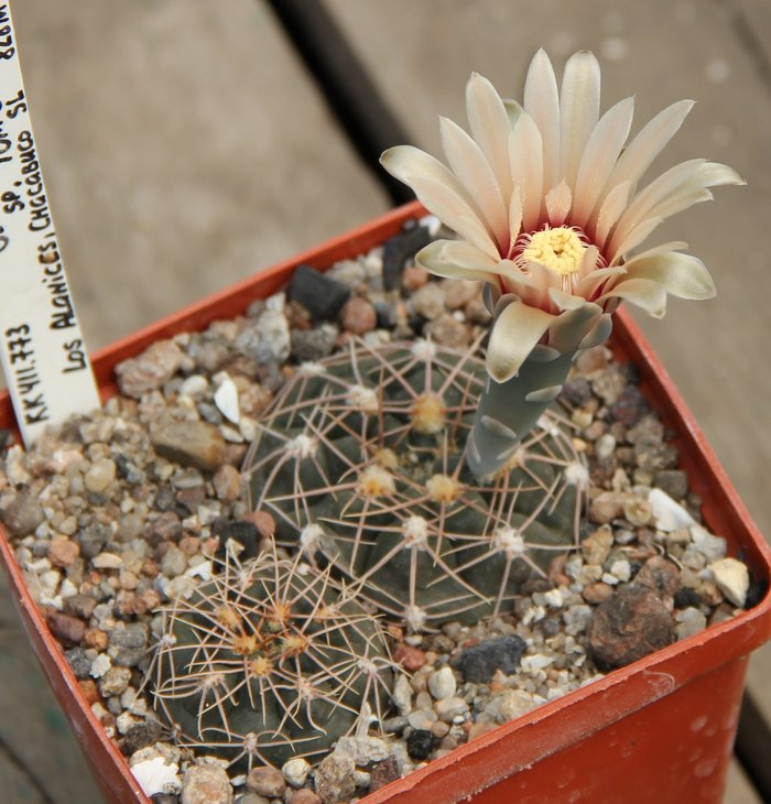 Gymnocalycium sp.TOM392 Los Alanices Chacabuco SL 828.  KK411.773