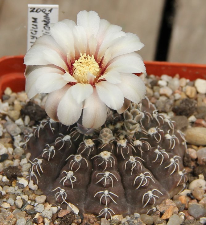 Gymnocalycium stellatum kleinianum MG