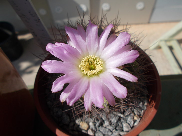Acanthocalycium violaceum.JPG