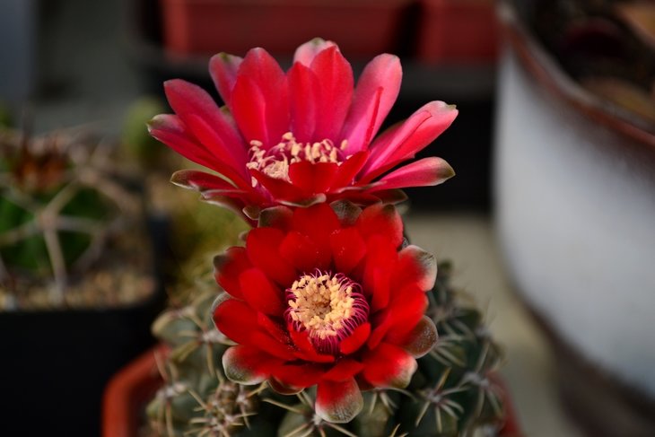 Gymnocalycium baldianum