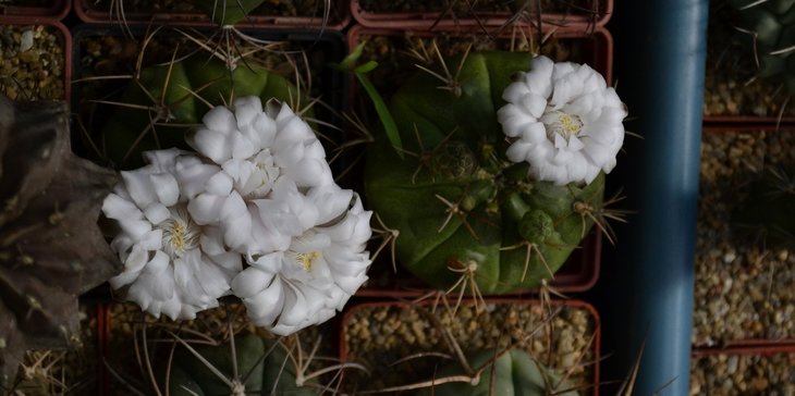 Gymnocalycium eurypleurum