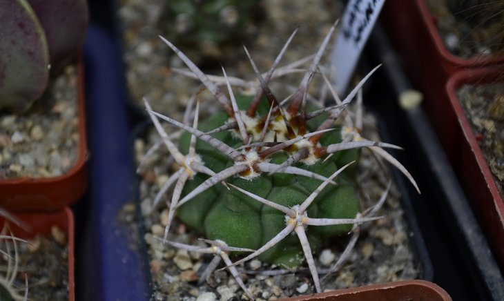 G. ferox v. ferocior.jpg