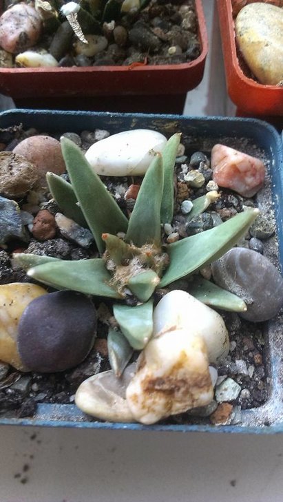 3)Ariocarpus retusus ssp. scapharostroides??