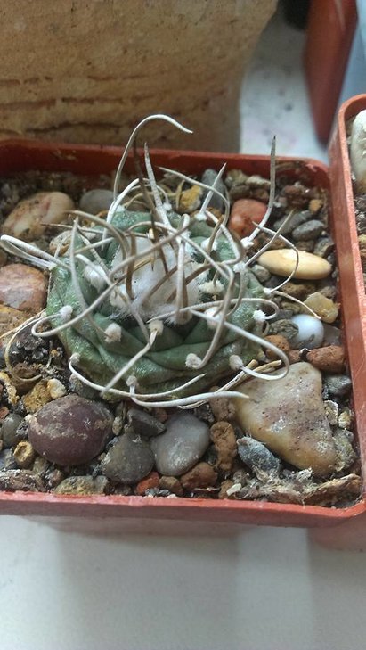 2)schmiedickeanus subsp. rubriflorus ???