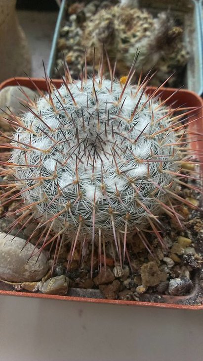 4)MAMMILLARIA albata var. sanciro??