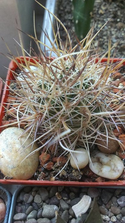 5)Echinocereus ferreirianus ssp. lindsayi??