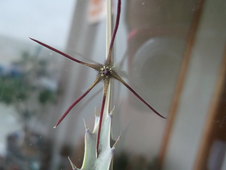 DSCF4785.JPG