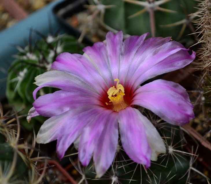 Thelocactus bicolor var. schwarzii