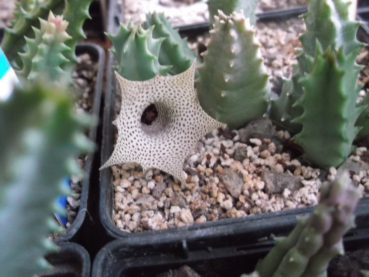 DSCF4792.JPG
