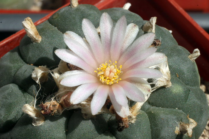 Lophophora williamsii, Jim Hogg, Texas