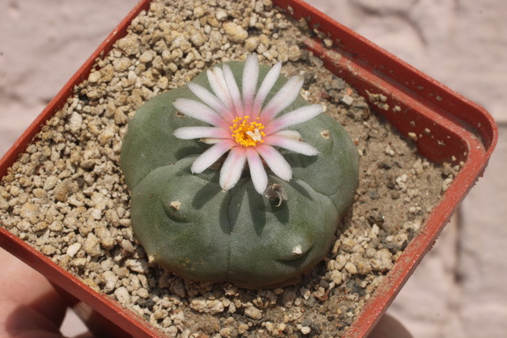 Lophophora williamsii, Huizache, SLP