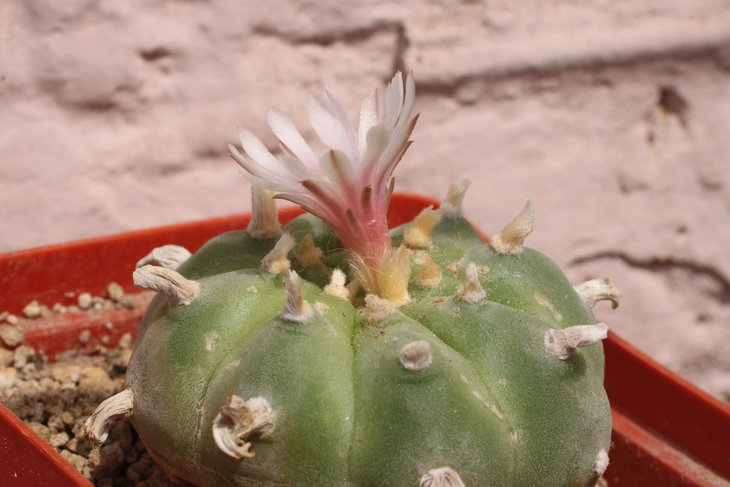 Lophophora williamsii, Huizache, SLP