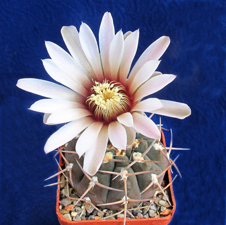 Gymnocalycium.Цвіте вперше.Назви не знаю.