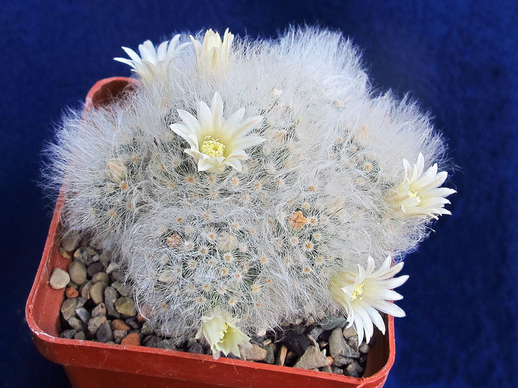 Mammillaria albicoma