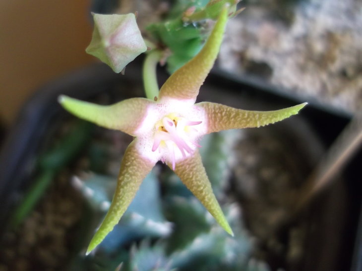 DSCF4801.JPG