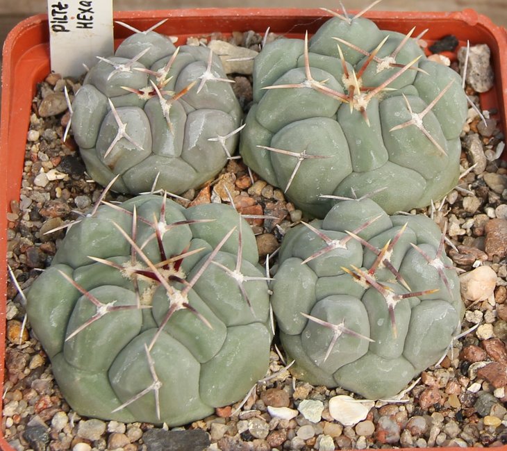 Thelocactus hexaedrophorus P476 Noria de Las Flores   PILTZ4490