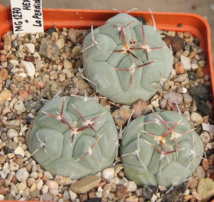 Thelocactus hexaedrophorus SB291 La Perdida SLP   MG1270