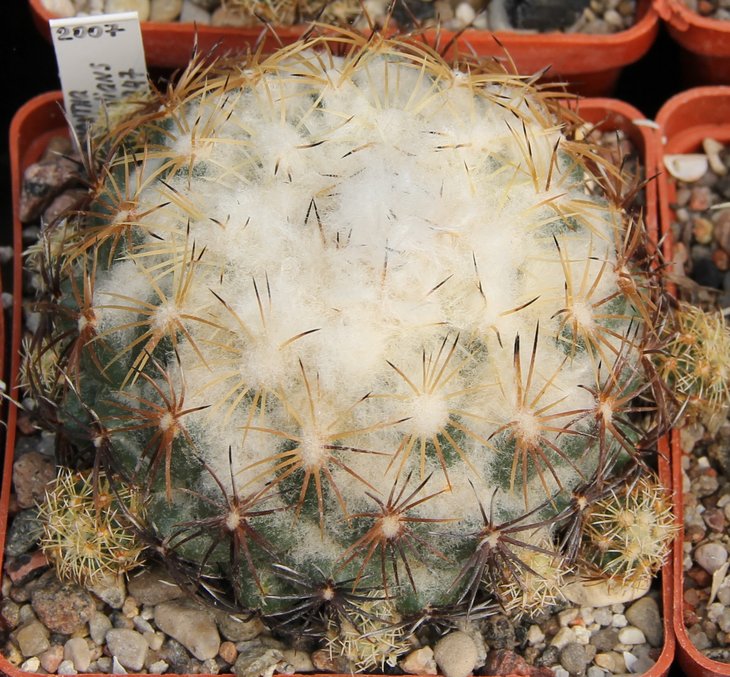 Coryphantha pseudoradians FO-047 Buenavista, Oax. MG121.5