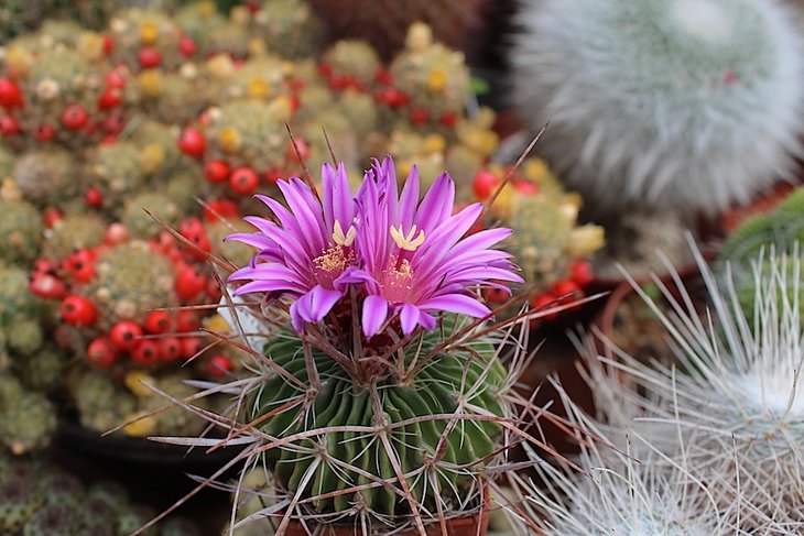 Stenocactus lamellosus v. hastatus