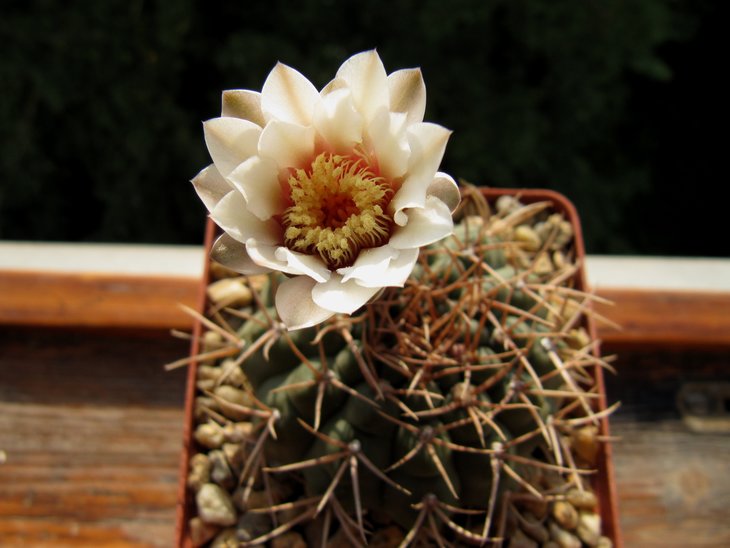 Gymnocalycium riojense HT41(подарок Димы Самогородского)