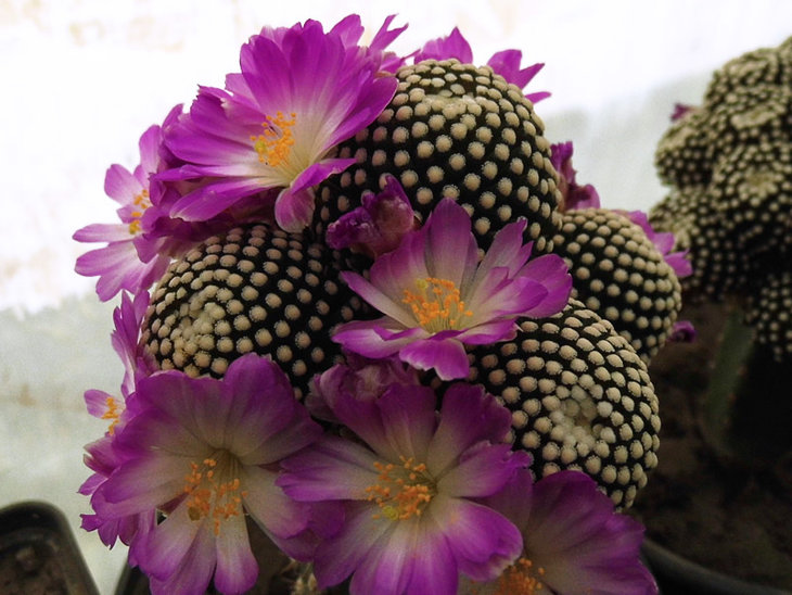 Mammillaria luethyi