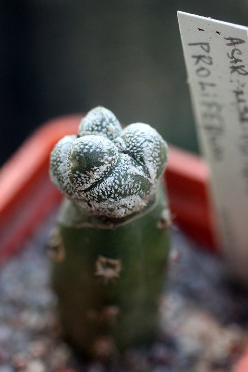 Astrophytum myriostigma f. proliferum
