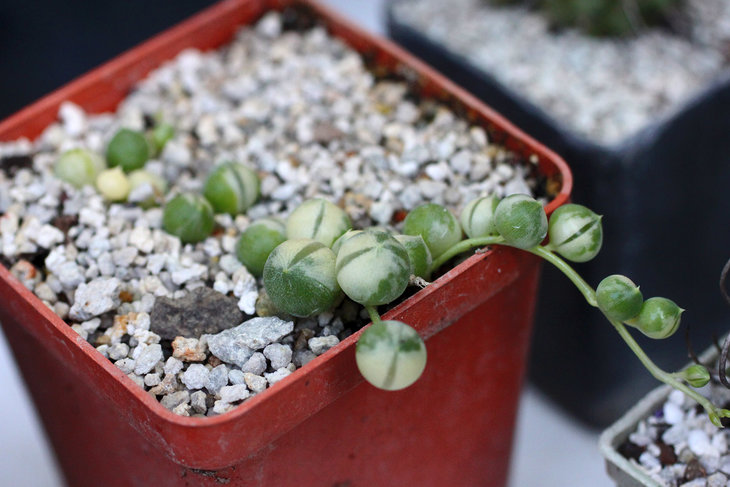 Senecio rowleyanus f. variegata