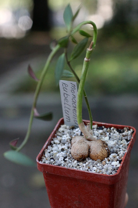 Monadenium rubellum