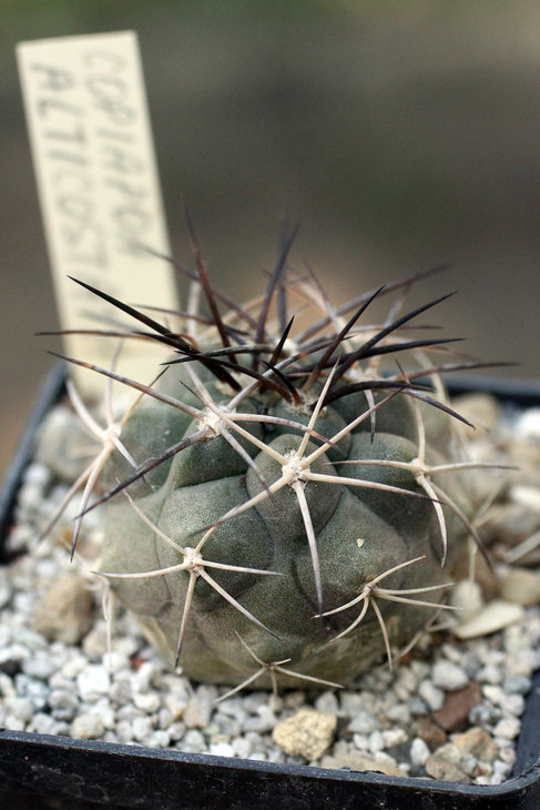 Copiapoa alticostata