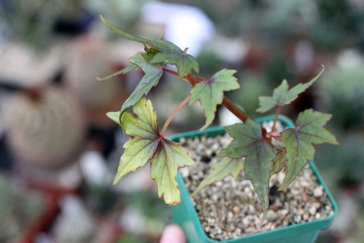 Begonia natalensis