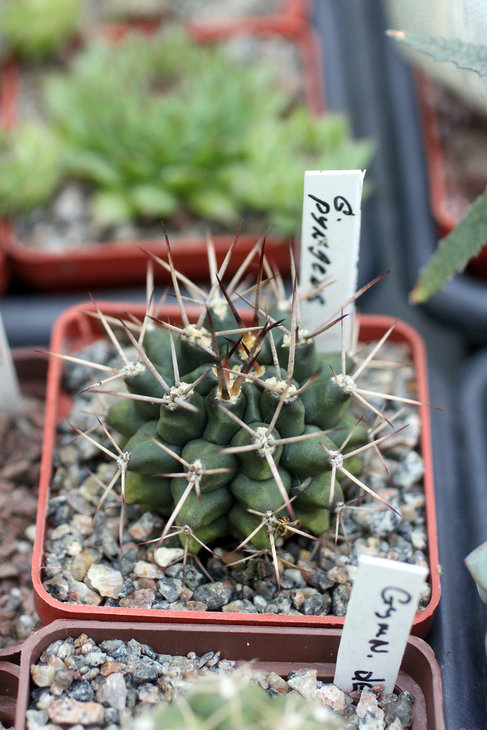 Gymnocalycium pungens