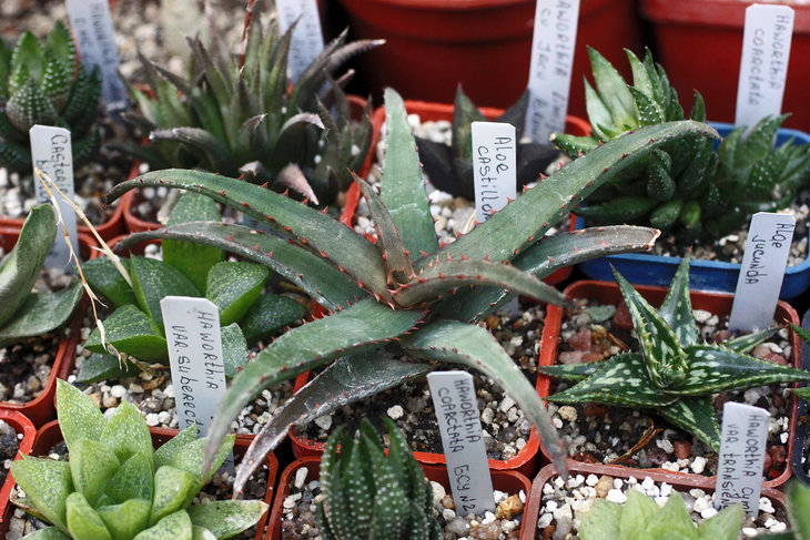 Aloe castilloniae