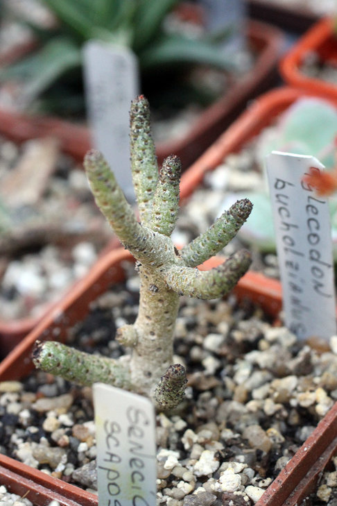 Tylecodon bucholzianus