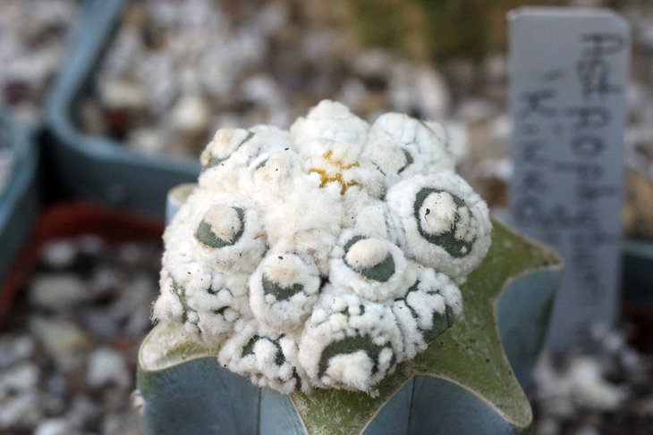 Astrophytum cv. Kikko