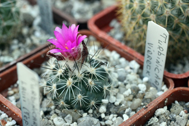Turbinicarpus (Gymnocactus) viereckii