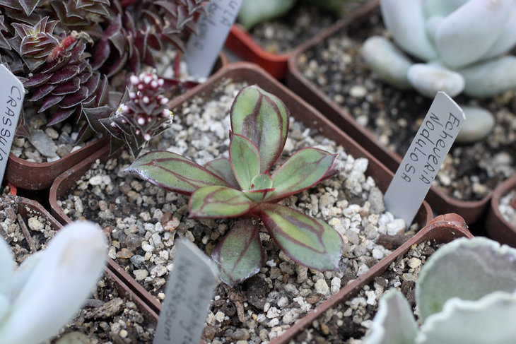 Echeveria nodulosa