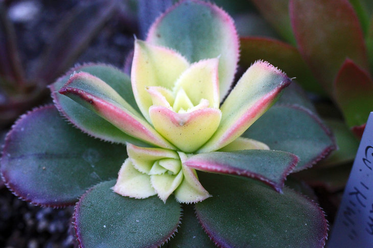 Aeonium cv. Kiwi