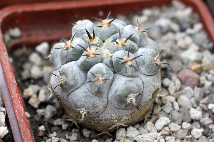 Acanthocalycium glaucum (&quot;glaucum&quot; с лат. - сизый)