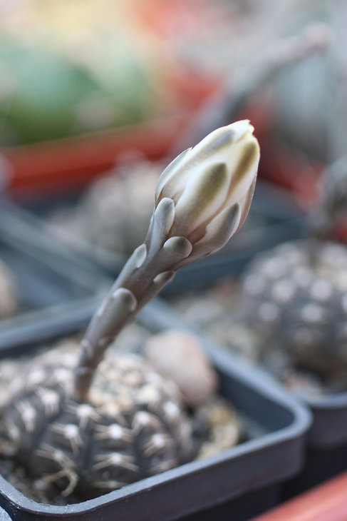 Gymnocalycium ragonesii