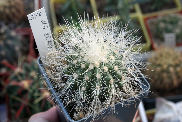 Copiapoa krainziana