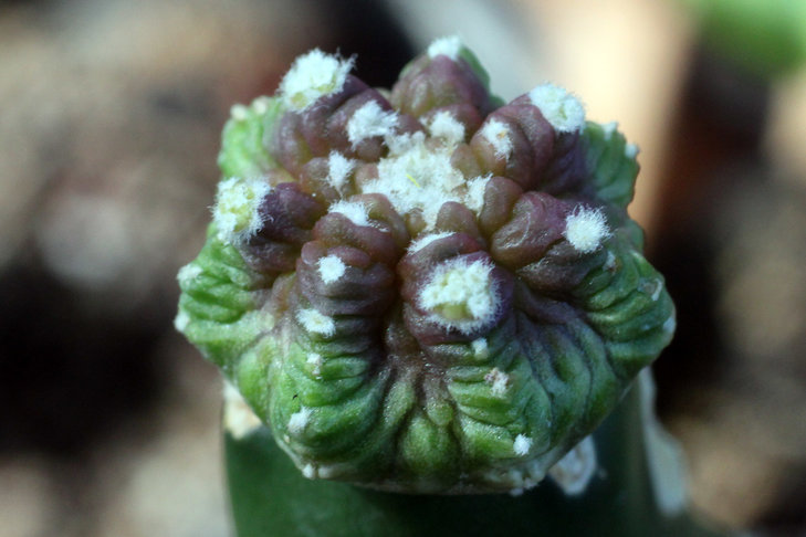 Aztekium ritteri