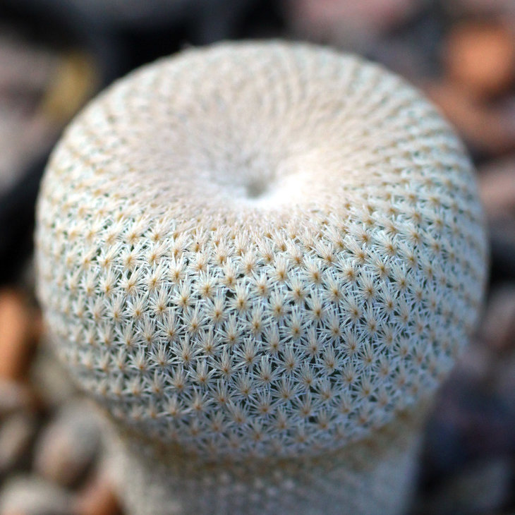 Плотные колючки Epithelantha bokei